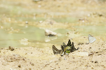 butterflies swarm eats the minerals in the soil, Pang Sida, Sa Kaeo, Thailand.