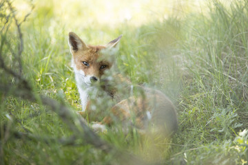 Naklejka premium Red fox, looking behind through grass