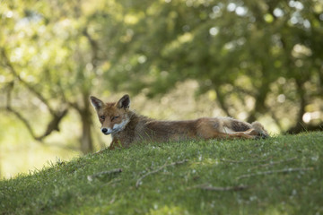Naklejka na ściany i meble Red fox, lying stretched, looking in camera