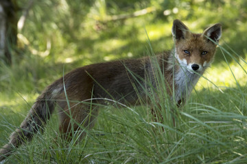 Red fox in grass