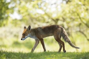 Red fox, walking in grass