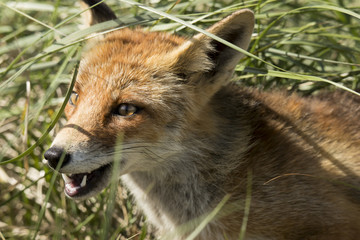 Obraz na płótnie Canvas Red fox, close-up head