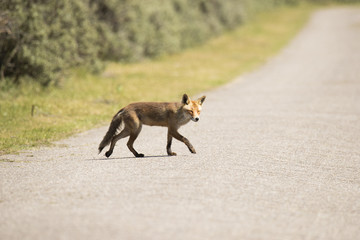 Red fox crossing the road