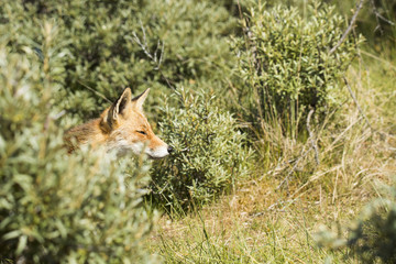 Head of red fox coming out of the bushes
