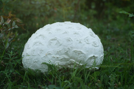 Giant Puffball ( Calvatia booniana)