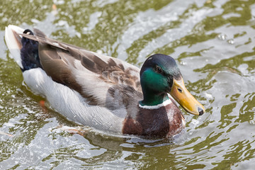 Mallard duck close up in the water