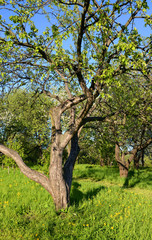 Garden with blooming apple trees.