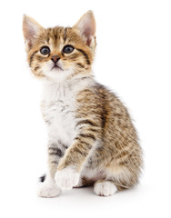 Kitten on white background.