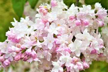 Lilac in Ontario