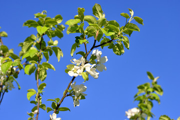 Apple tree flowers.