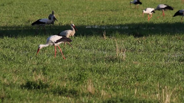 Colonia de cig&uuml;e&ntilde;as buscando alimento en un prado humedo

