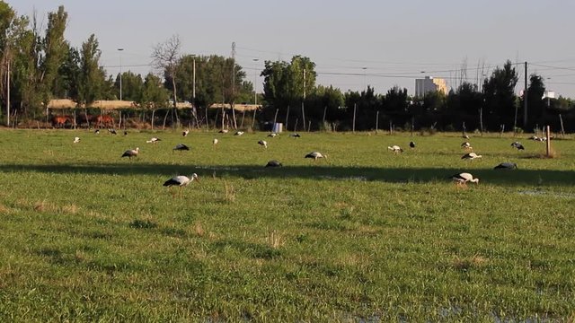 Gran colonia de cig&uuml;e&ntilde;as buscando alimento en un prado humedo en las cercan&iacute;as de la ciudad
