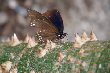 Gemeine Krähe (Euploea core)