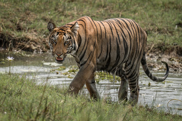 Fototapeta na wymiar Bengal tiger climbs grassy riverbank in sunshine