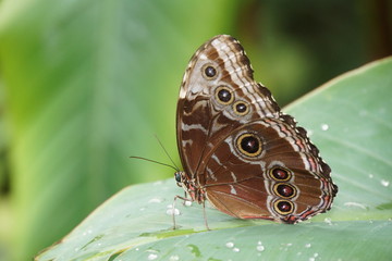 Blauer Morphofalter (Morpho peleides)