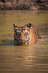 Fototapeta na wymiar Bengal tiger crosses water hole towards camera