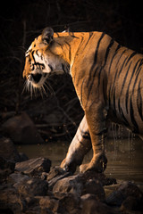 Obraz premium Bengal tiger exits water hole dripping wet