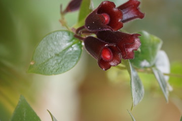 Schamblume  (Aeschynanthus speciosus)