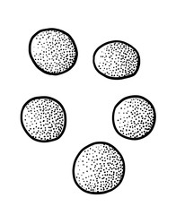 Mustard seeds illustration, drawing, engraving, ink, line art, vector