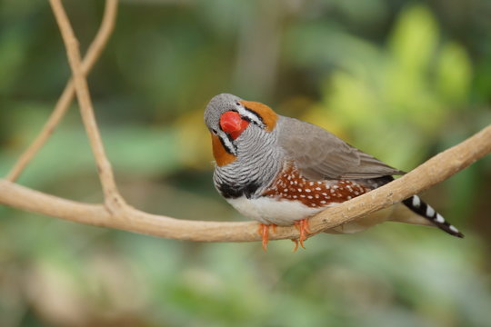 Zebrafink (Taeniopygia guttata)