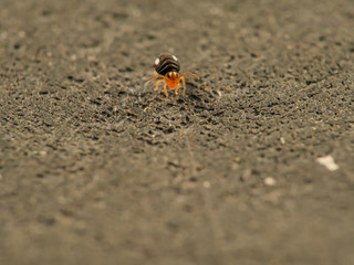 Kugelspringer trinotatus