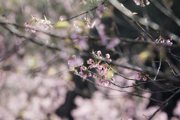 Prunus cerasoide, Wild Himalayan Cherry