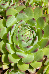 Obraz premium Houseleek - Sempervivum tectorum