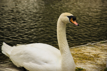 white swan gets down by wooden bridge to the green water