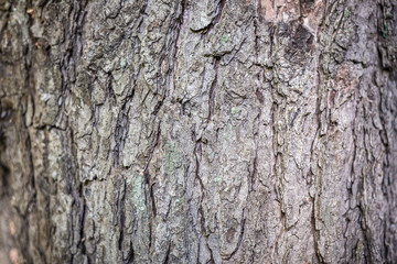 Naklejka premium Background. Texture of the bark of a tree on the whole frame. Horizontal frame