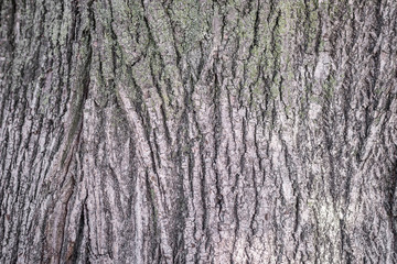 Background. Texture of the bark of a tree on the whole frame. Horizontal frame