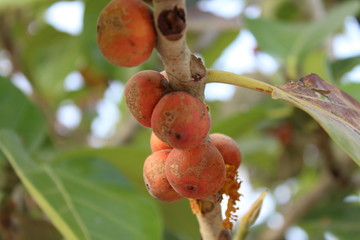 fruits