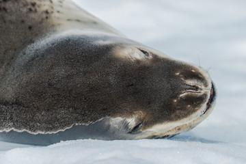Leopard seal on ice flow in Antarctica