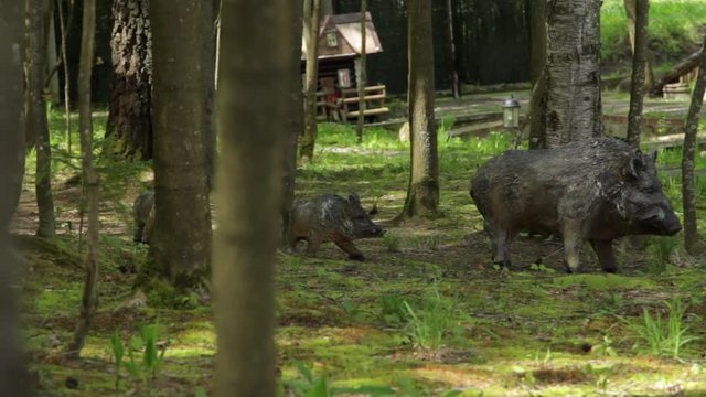 a flock of wild boars
