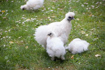 The silkie chicken