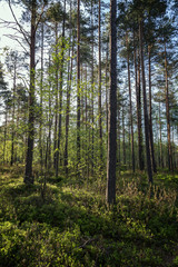 Trees and plants in a lush and verdant forest in the evening in Finland in the summertime.