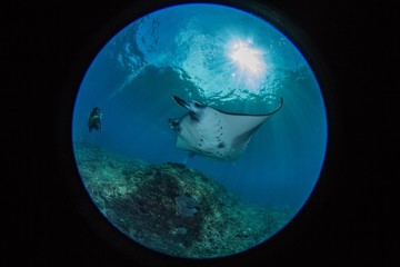 Manta