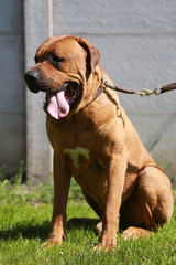 Tosa inu male dog sitting against grey concrete background
