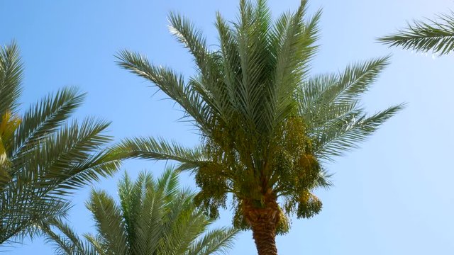 Date palm with young fruits