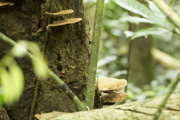 Wild mushrooms on a log