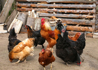 Chicken and cock on farm, shooting outdoors. Rustic theme. Colorful Rooster