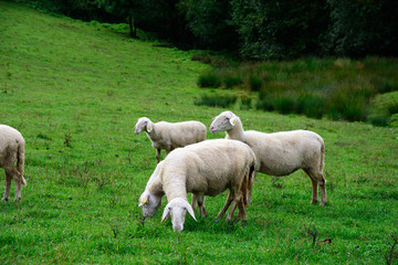 Herd of sheeps
