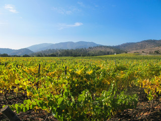 Fototapeta na wymiar Vineyard at Rosario Valley, near to Santiago - Chile