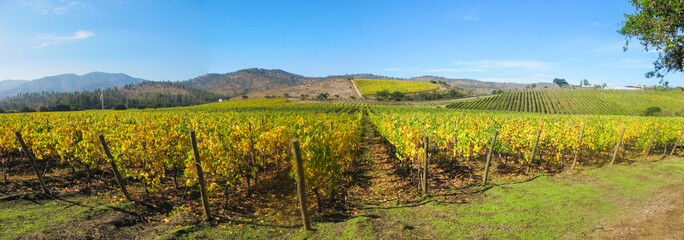 Vineyard at Rosario Valley, near to Santiago - Chile