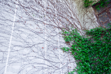 Green leaves of the grapes are woven along the wall