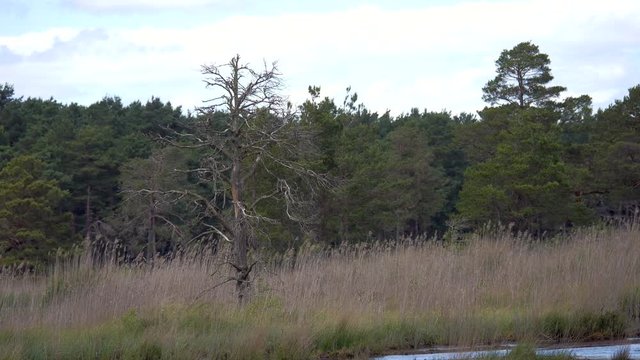 Hobby ( Hypotriorchis ) on a tree before flying off. 