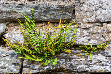 common polypody at a drystone wall