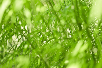 Green bamboo background