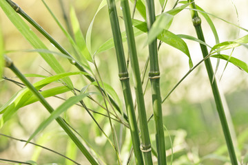 Green bamboo background