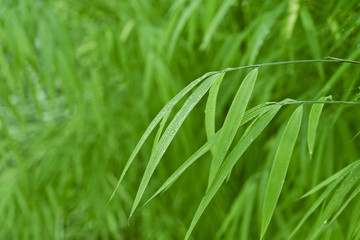 Green bamboo background