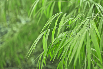 Green bamboo background